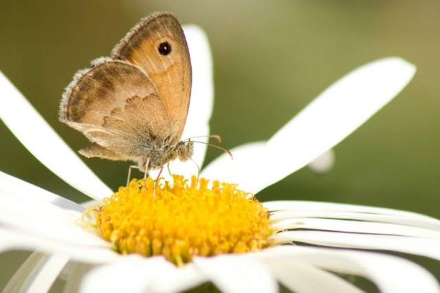 farfalla