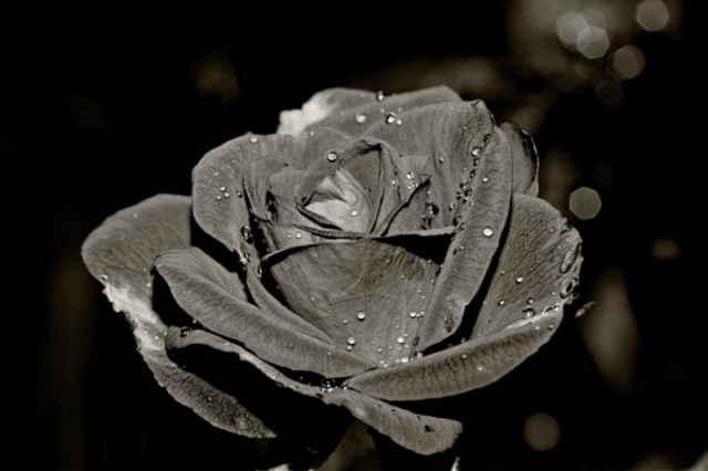 rosa