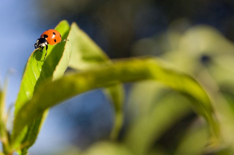 Il cammino della coccinella